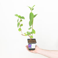Tibouchina urvilleana