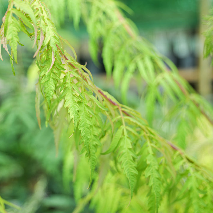 Rhus typhina 'Tiger Eyes'