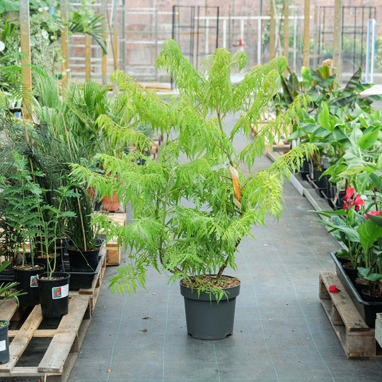 Rhus typhina 'Tiger Eyes' 31cm / 15L - Collection Only Plants - Outdoor GROW TROPICALS