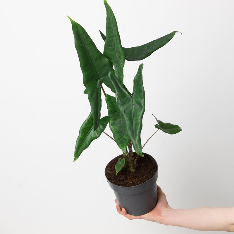 Alocasia acuta var. tigrina — 14cm