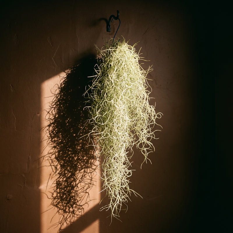 Tillandsia Usenoides — Default Title