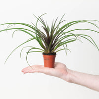 Wallisia cyanea | Tillandsia cyanea