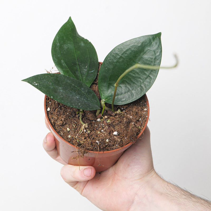 Hoya sp Timor — 10.5cm