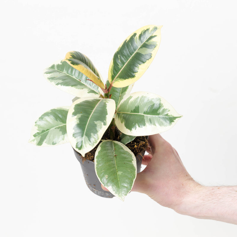 Ficus elastica 'Tineke' 11cm Plants GrowTropicals