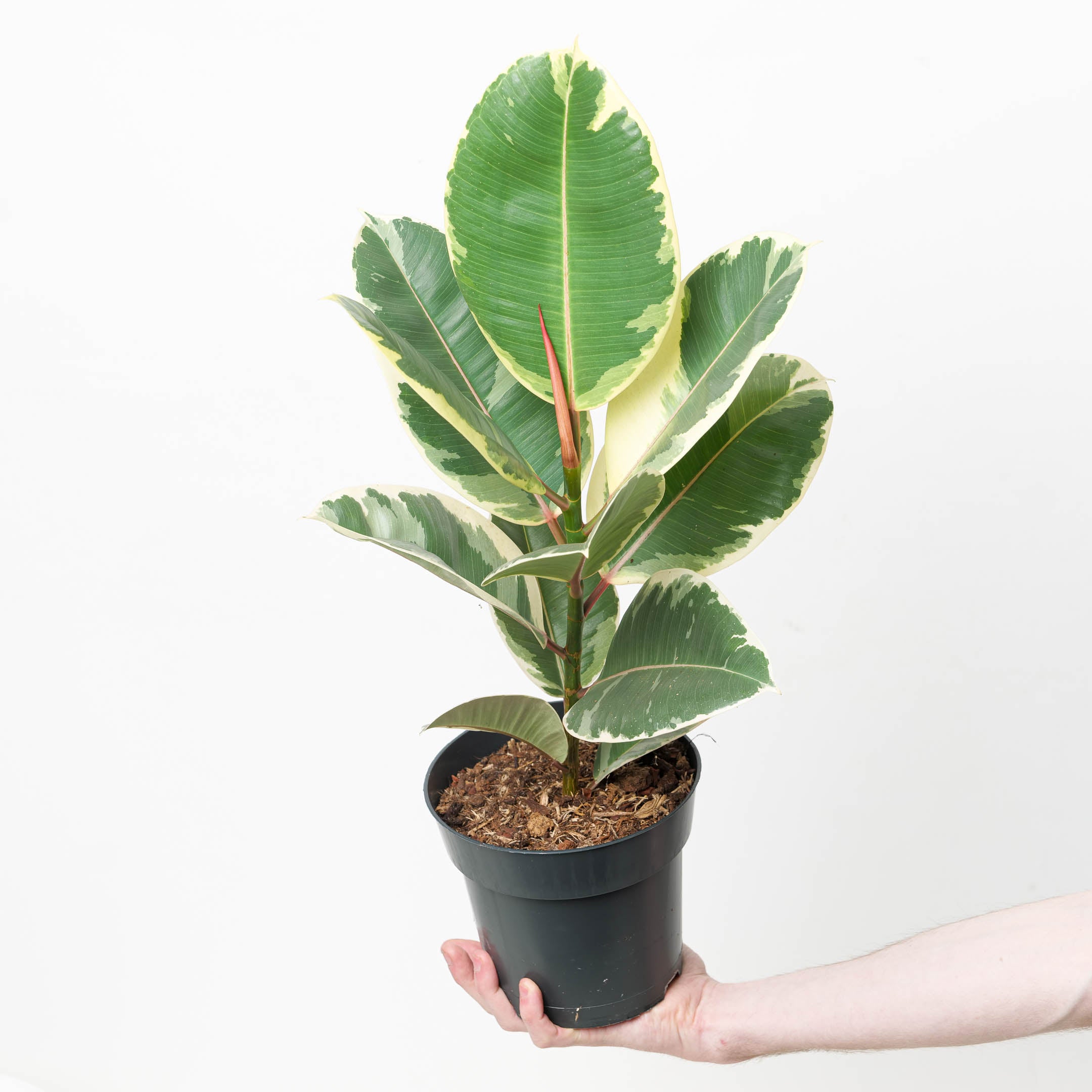 tineke variegated rubber tree Ficus elastica 'Tineke' | Plants