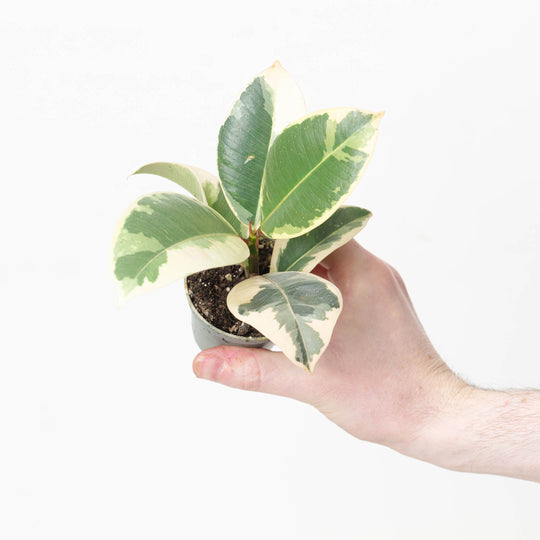 Ficus elastica 'Tineke' 6cm Plants GrowTropicals