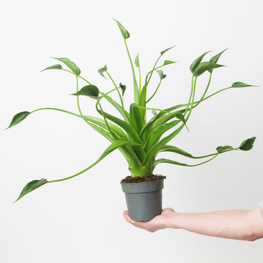 Alocasia 'Tiny Dancer' XL - GROW TROPICALS