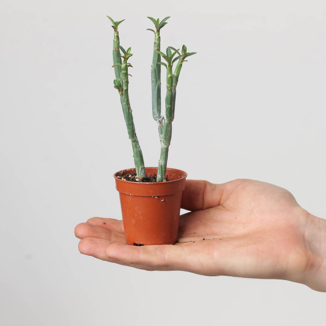 pencil cactus root rot Euphorbia tirucalli | Plants
