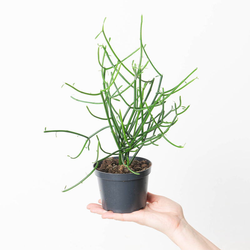 Euphorbia tirucalli 12cm Plants GrowTropicals
