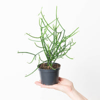 Euphorbia tirucalli