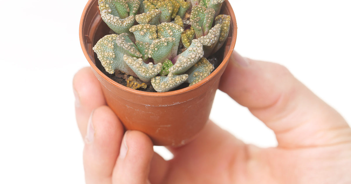 Titanopsis Calcarea ‘Concrete Leaf’ – Live Succulent, 2.5” Pot
