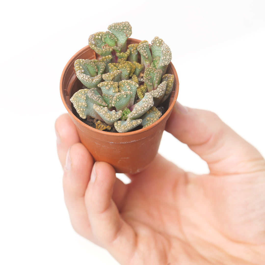 Titanopsis calcarea Plants GrowTropicals