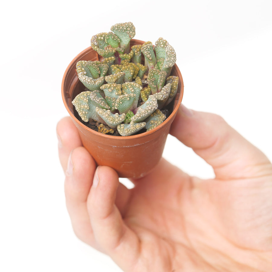 Titanopsis calcarea Plants GrowTropicals