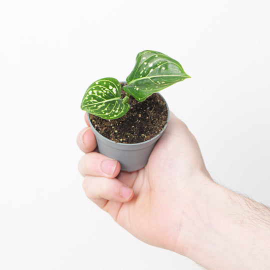 Aglaonema commutatum 'Tom's Pride' Plants GrowTropicals