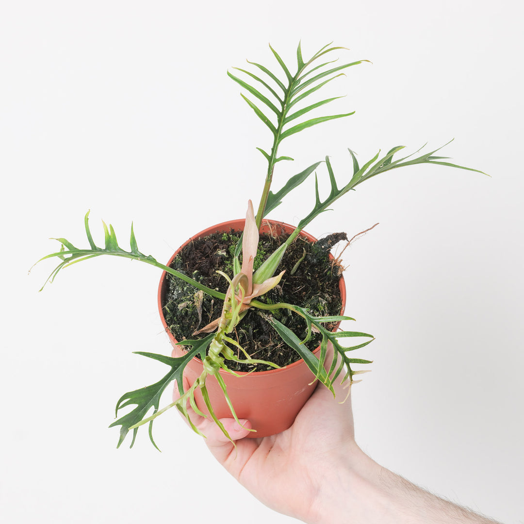 philodendron bipinnatifidum price Philodendron bipinnatifidum 'Tortum'