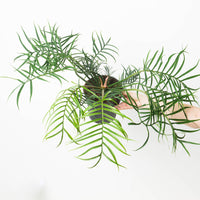 Philodendron bipinnatifidum 'Tortum'