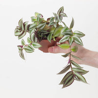 Tradescantia Zebrina