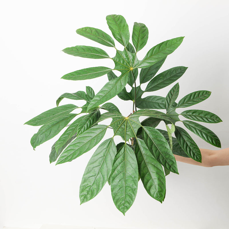 Trevesia burckii Plants GrowTropicals