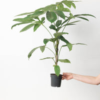Trevesia burckii