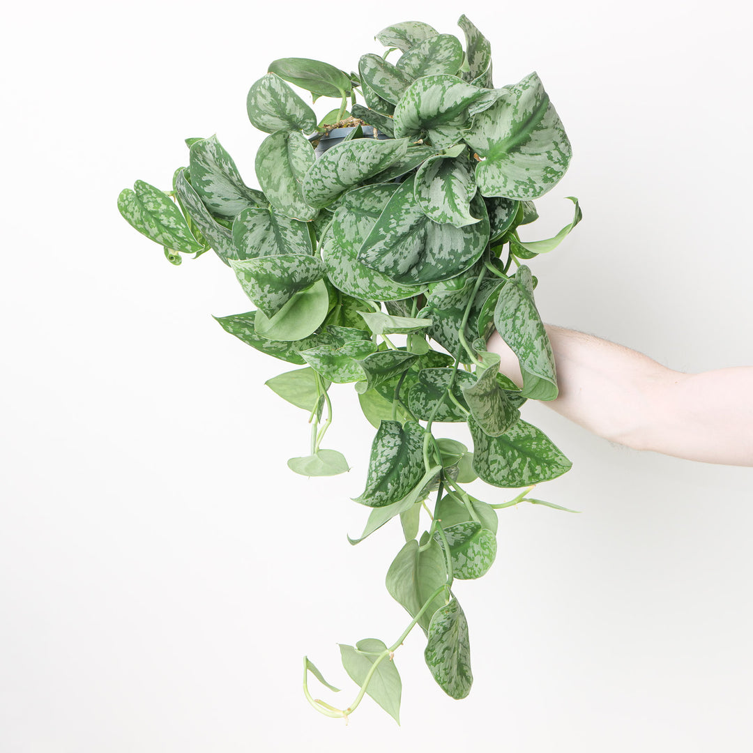 trebie pothos Scindapsus pictus 'Trebie' | Plants