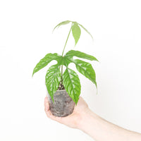 Trevesia palmata