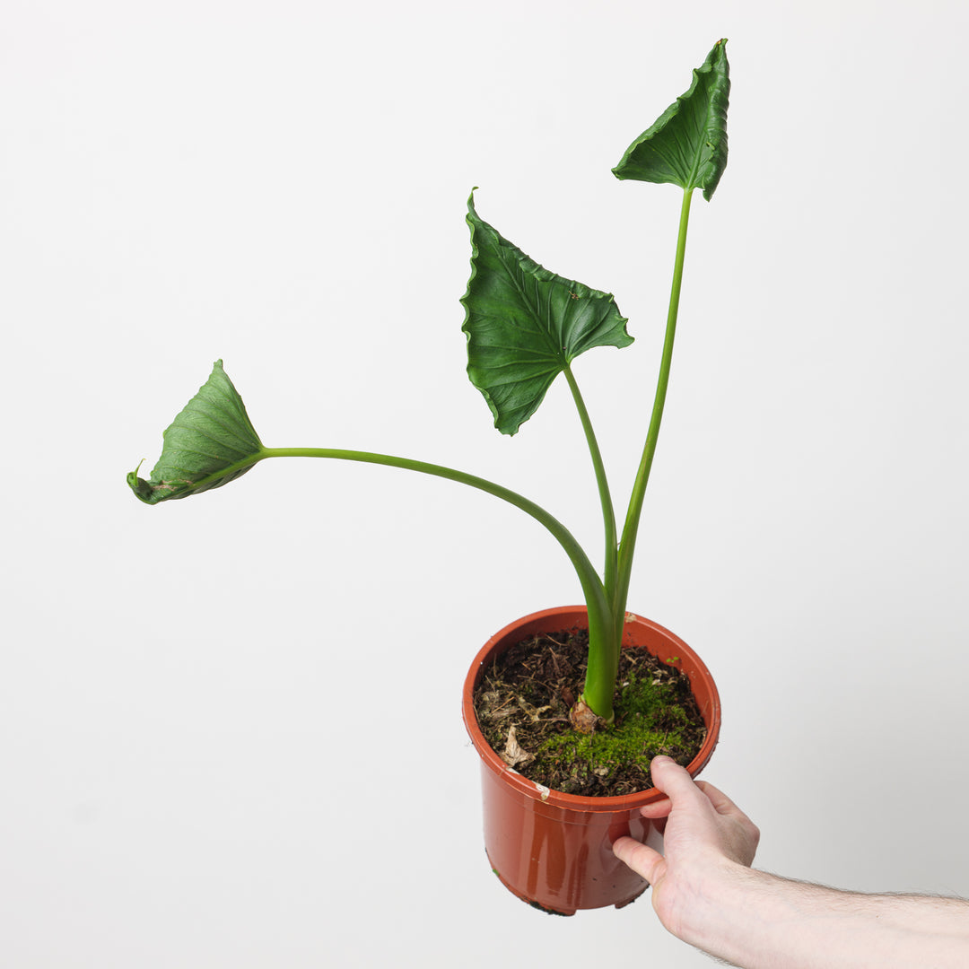 Alocasia triangularis