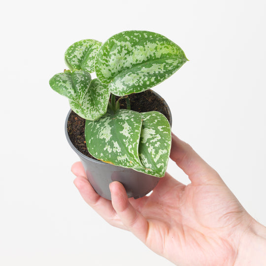 Scindapsus 'Tricolor Light' Plants GrowTropicals