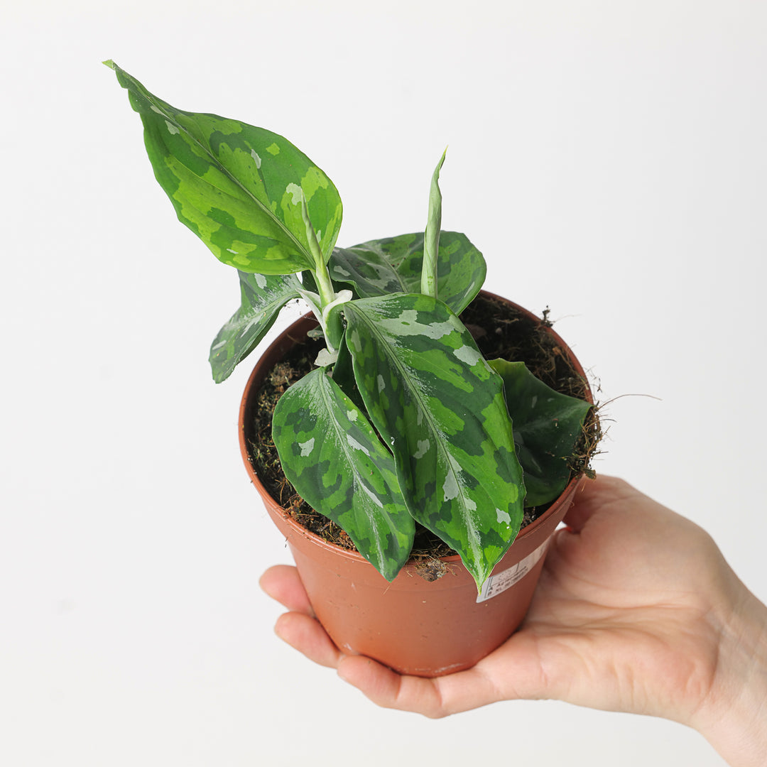 aglaonema pictum tricolour seeds Aglaonema pictum Tricolor