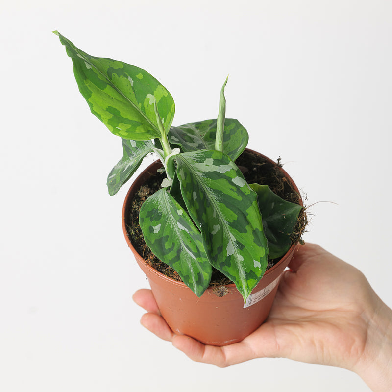 Aglaonema pictum Tricolor Plants GrowTropicals
