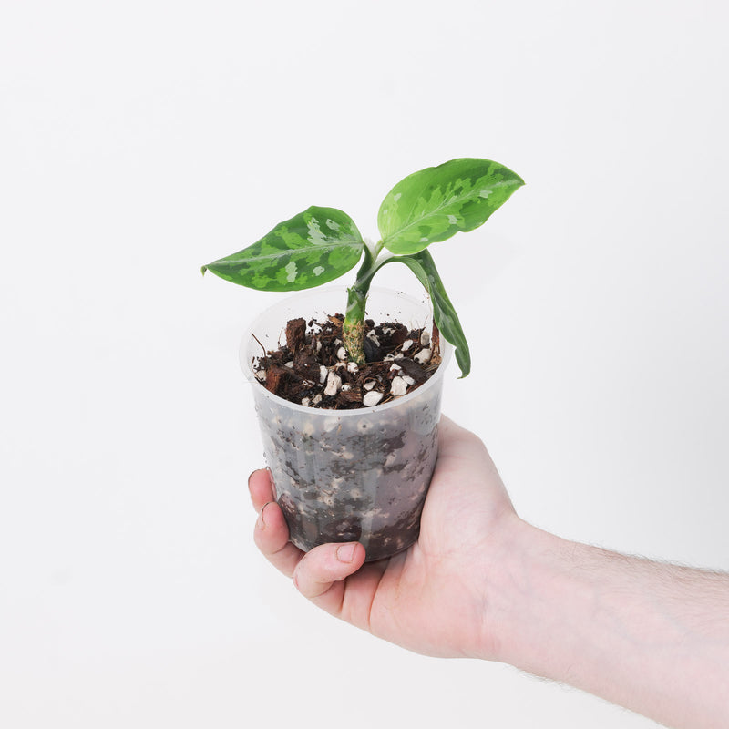 Aglaonema pictum Tricolor Plants GrowTropicals