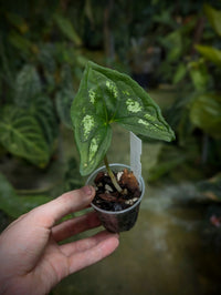 Ulearum donburnsii 'tricolor'