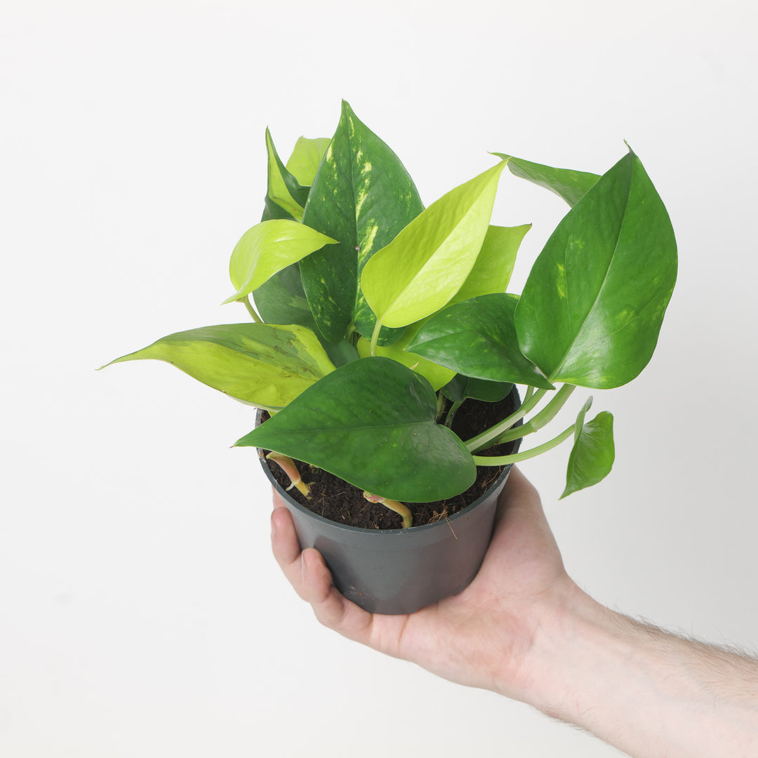 Epipremnum aureum 'Tricolor' - Mixed Pot Plants GrowTropicals