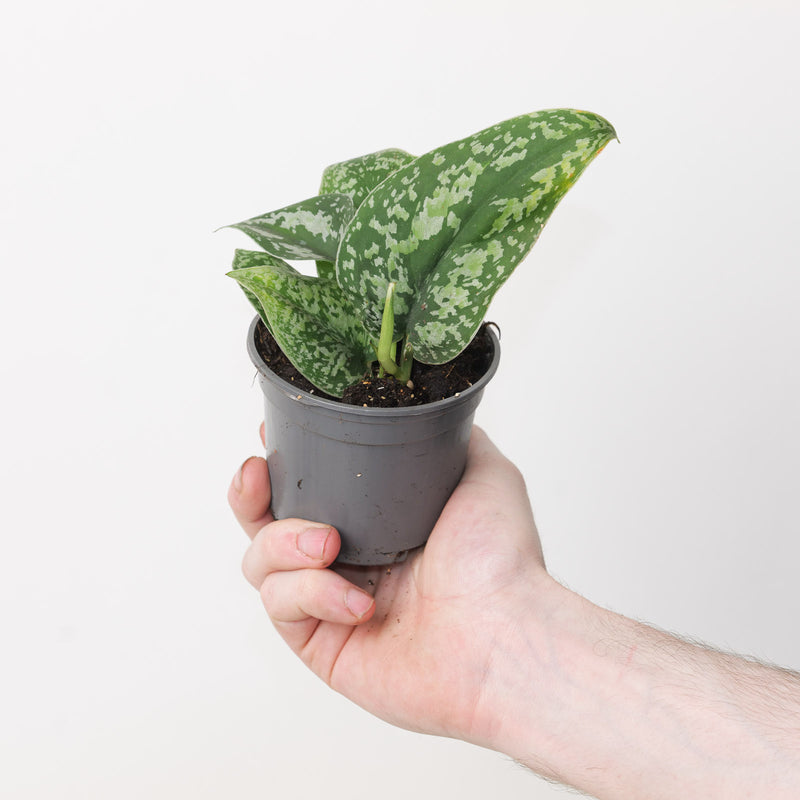 Scindapsus 'Tricolor Mutant' Plants GrowTropicals