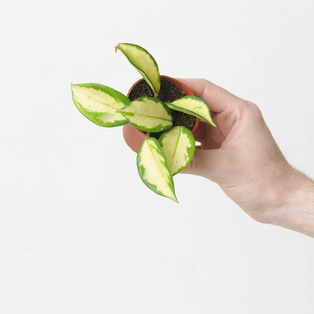 Hoya Carnosa Tricolor 'Narrow' - GROW TROPICALS