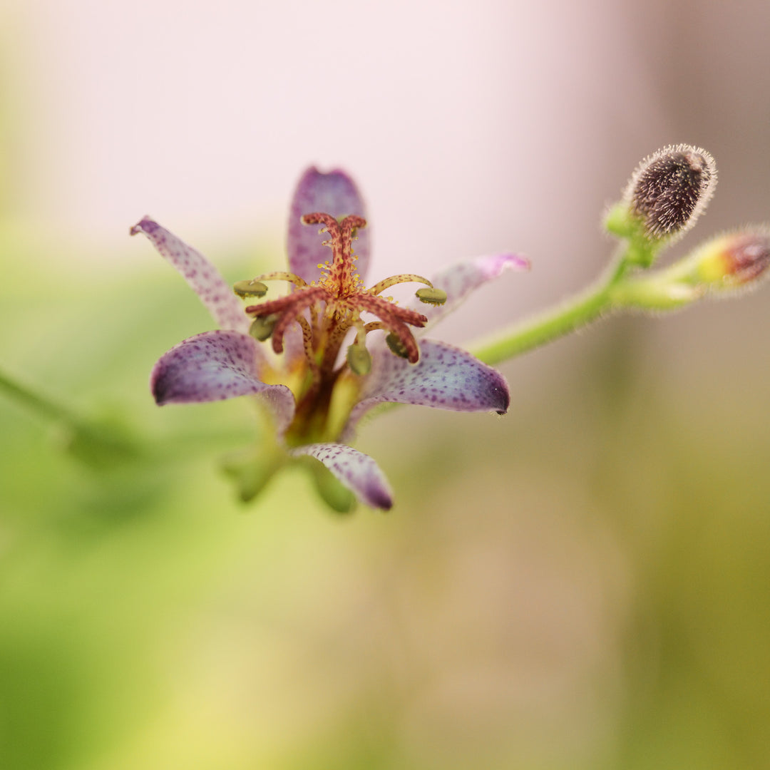 Tricyrtis 'Gilt Edge' Plants - Outdoor GROW TROPICALS