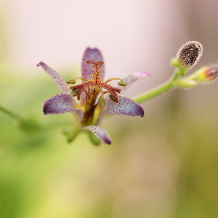 Tricyrtis 'Gilt Edge' Plants - Outdoor GROW TROPICALS