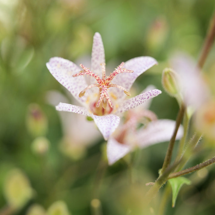 Tricyrtis 'Mix'