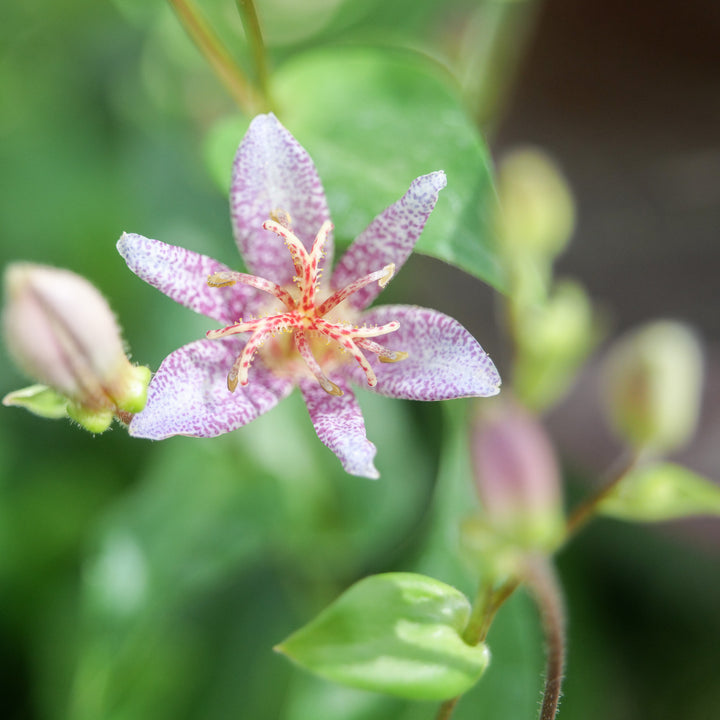 Tricyrtis 'Mix'