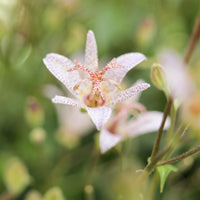 Tricyrtis 'Mix'