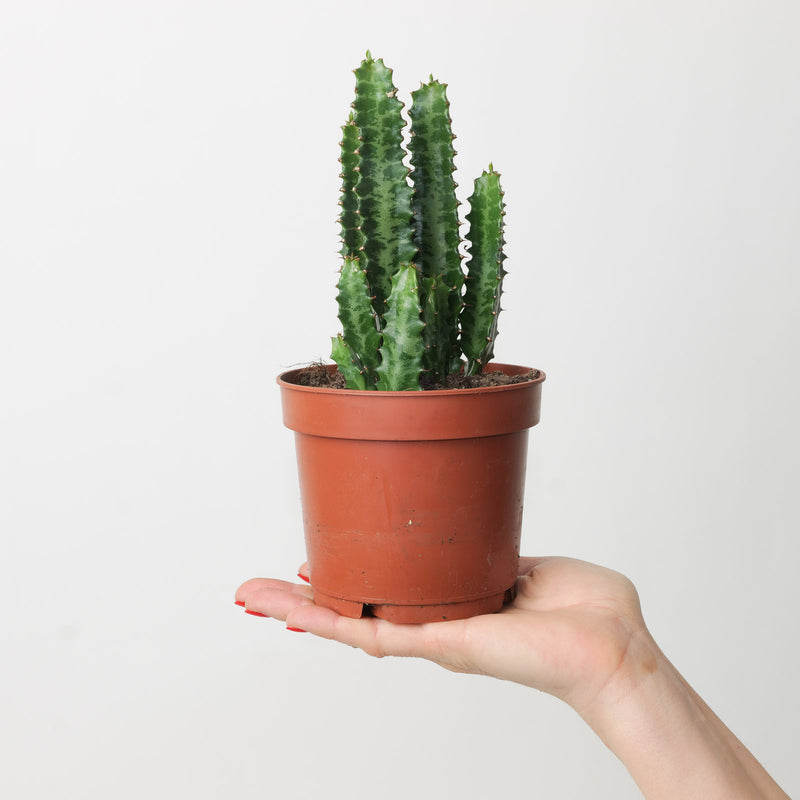 Euphorbia trigona 'Green' — 12cm