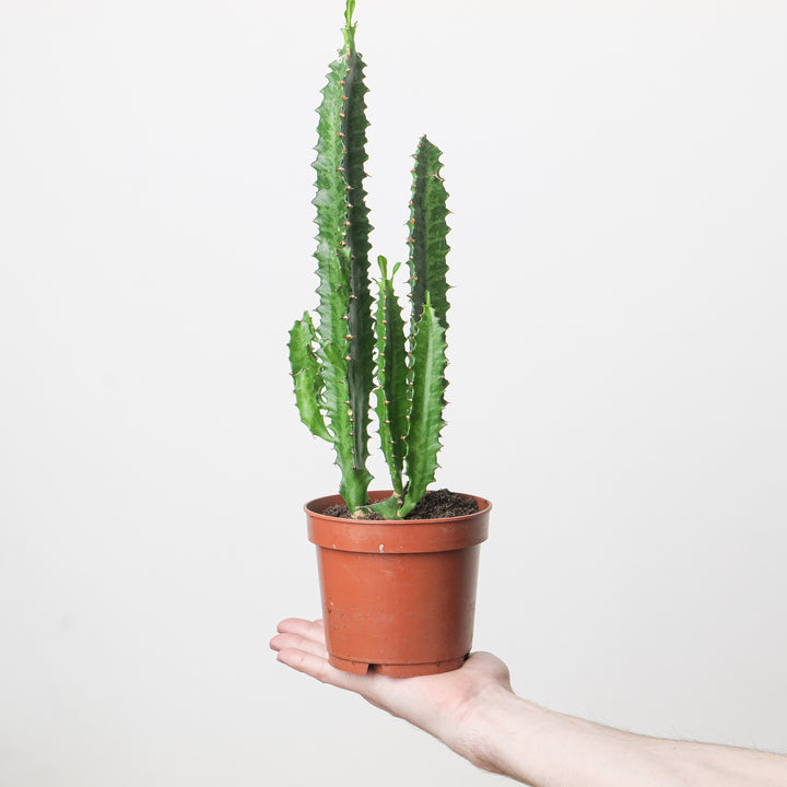 Euphorbia trigona 'Green' Plants GrowTropicals