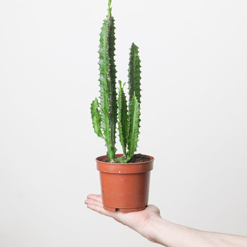 Euphorbia trigona 'Green' Plants GrowTropicals