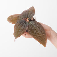 Triolena hirstuta