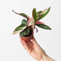 Stromanthe sanguinea 'Triostar'