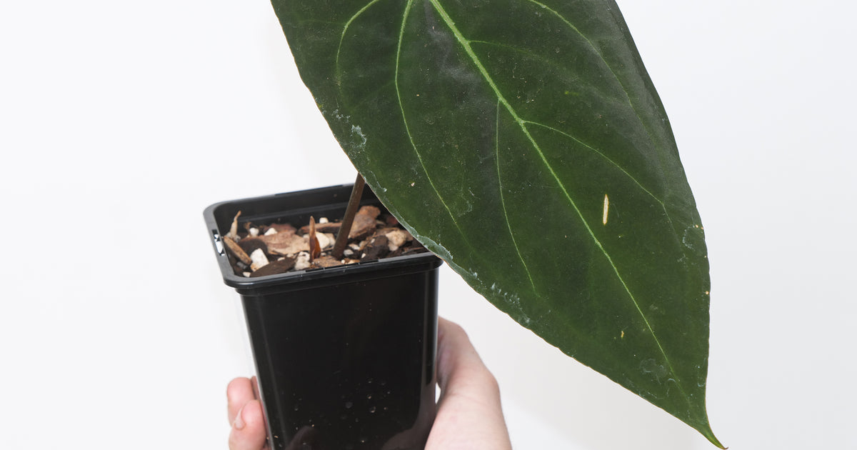 Anthurium 'Triple X' | Plants