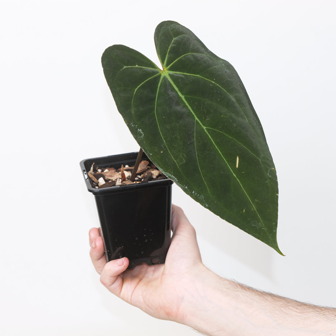 Anthurium 'Triple X' 9cm Plants GrowTropicals