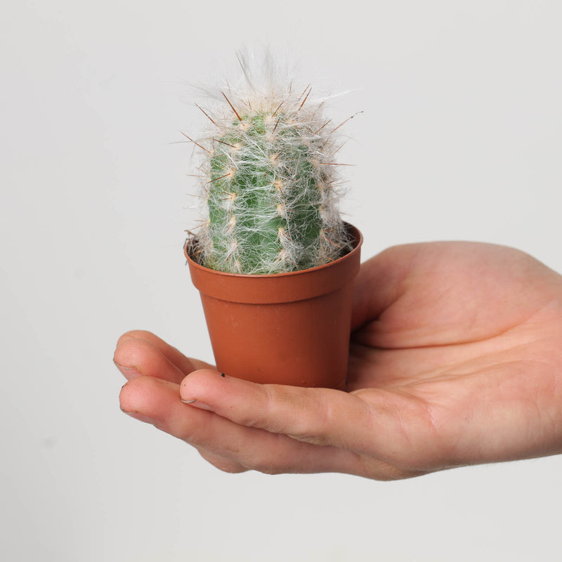 Oreocereus trollii Plants GrowTropicals