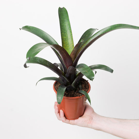 Vriesea 'Tropical Night' 12cm Plants GrowTropicals