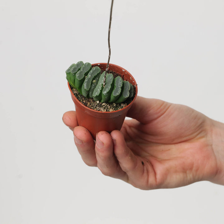 Haworthia truncata - GROW TROPICALS