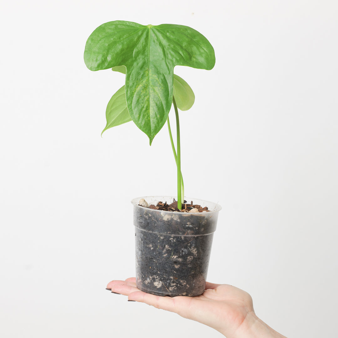 Anthurium truncicola - GROW TROPICALS